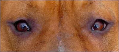 Laissez-vous guider par votre instinct... Qui vous regarde ?