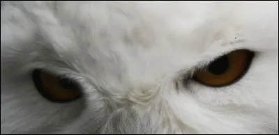 Ce regard semble sévère... Quel est cet animal ?