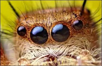 Elle file parfois à votre insu mais elle vous a repéré depuis longtemps...