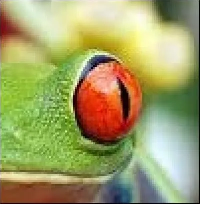 Quel est cet animal aux yeux rouges ?