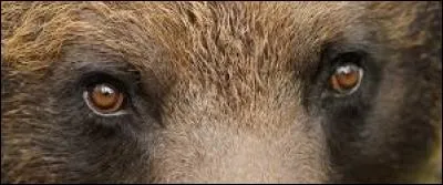 À qui sont ces yeux ?