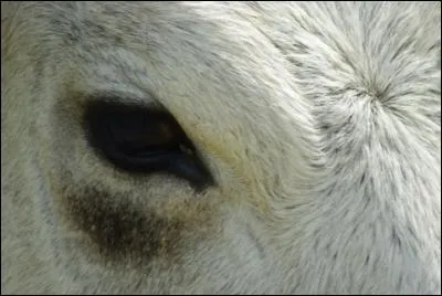 Quel animal vous observe ?