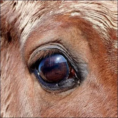 Cet oeil appartient à...