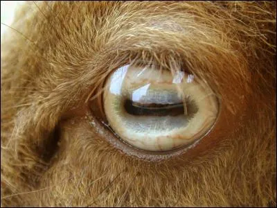 Quel animal possède des pupilles allongées caractéristiques ?