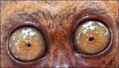 À qui sont ces yeux globuleux qui vous fixent ?