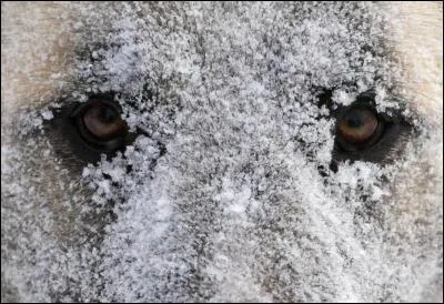 Quel est cet animal au faciès givré ?