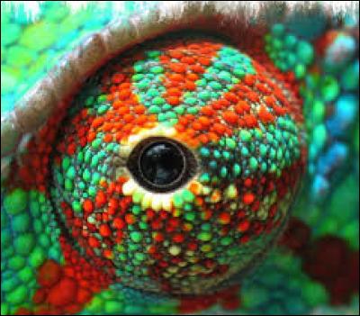 On commence avec un oeil coloré et très mobile. 
À quel animal appartient-il ?