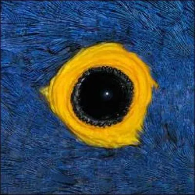 À quel animal cet oeil appartient-il ?