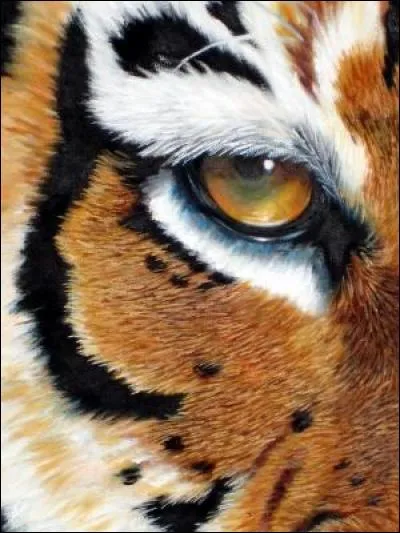 Ce n'est pas le plus compliqué à identifier mais la photo était belle...
Quel animal vous observe ?