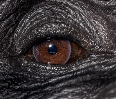 Quel est cet animal au regard expressif ?