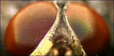 Qui vous regarde avec ses yeux à facettes ?