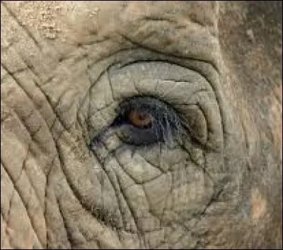 Cet oeil est celui d'un...