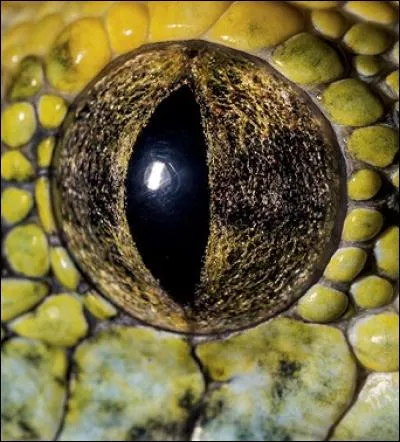 À qui appartient cet oeil entouré d'écailles ?