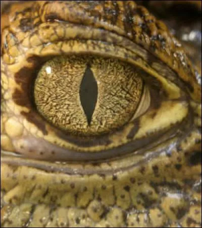 Dans la nature, quand vous croisez ce regard, il est souvent top tard !