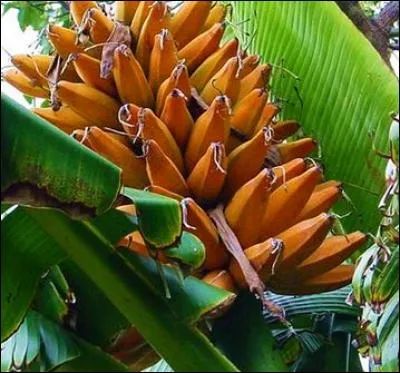 Le fe'i, banane plantain de montagne, se mange :