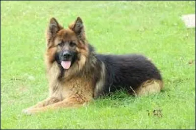 Quelle est la race de ce chien ?