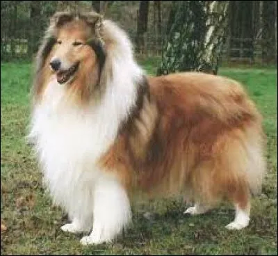 Quelle est la race de ce chien ?