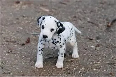 Quelle est la race de ce chien ?