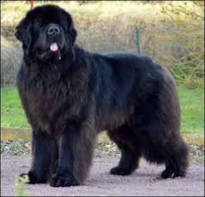 Quelle est la race de ce chien ?