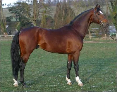 Quelle est cette race ?