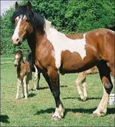 Quelle est cette race ?