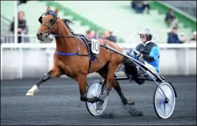 Quelle est cette race ?