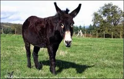 Quelle est cette race ?