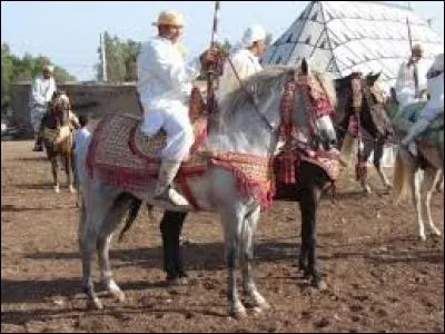 Quelle est cette race ?