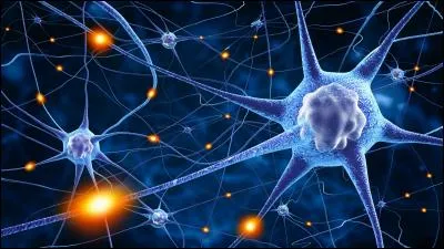 Le cerveau compte aux alentours de 100 millions de neurones. Est-ce vrai ou faux ?