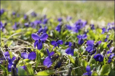 Je m'&eacute;gare, on repasse aux desserts ! Dans quelle ville du Sud-Ouest consomme-t-on la fleur de violette cristallis&eacute;e dans du sucre ?