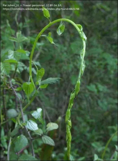 Apr&egrave;s avoir mang&eacute; autant de gras, il est temps de se remettre aux fruits et aux l&eacute;gumes. Comment s'appellent ces plantes comestibles souvent confondues avec des asperges sauvages ?