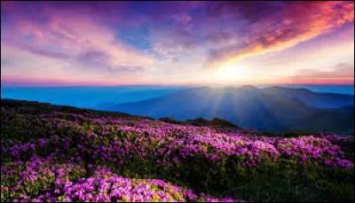 En quelle année la revue "Ver Sacrum" a-t-elle vu le jour ?