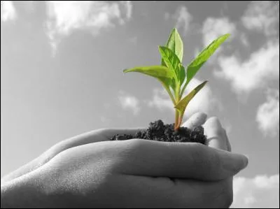 Quelle est la bonne traduction pour le mot "Renouveau" ?