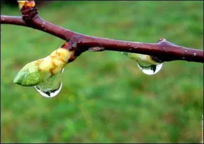 Que signifie "buds" en anglais ?