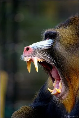 Qu'est-ce que c'est ?