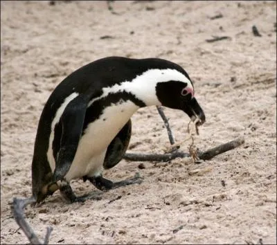 Qu'est-ce que c'est ?