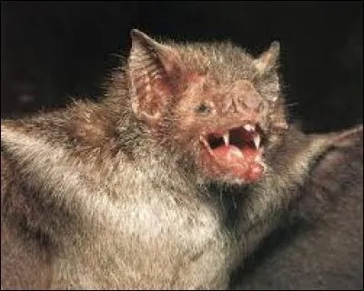 Cette chauve-souris vampire me fait penser à la Transylvanie. Pouvez-vous me rappeler le pays qui abrite cette région inquiétante ?