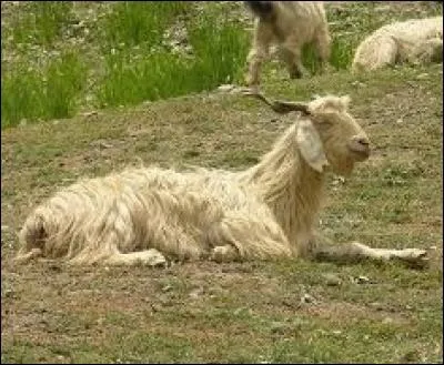 De quel pays la chèvre du Cachemire est-elle originaire ?