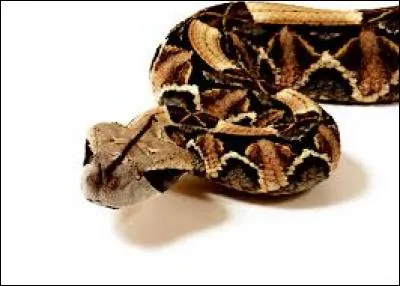 La vipère du Gabon ne connaît pas les frontières, on en trouve dans une dizaine de pays africains ! Quels sont les pays limitrophes au Gabon ?