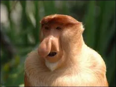 Le nasique ou singe de Bornéo est un singe arboricole endémique de l'île de Bornéo. Quels pays se partagent l'île de Bornéo ?
