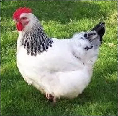 La poule du Sussex est connue pour être un bonne pondeuse mais d'où est-elle originaire ?