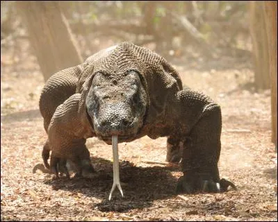 Dans quel pays le plus grand lézard vivant, le dragon de Komodo, habite-t-il ?