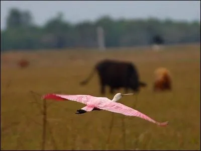Climat subtropical humide avec humidité omniprésente - le Golfe du Mexique - le delta du Mississippi - La Nouvelle-Orléans