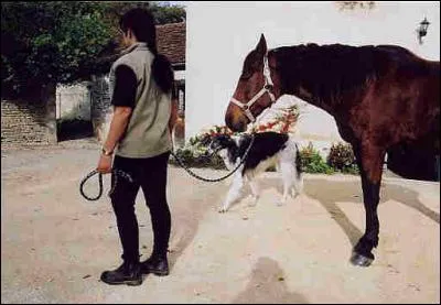 Pour mener un cheval en main, que doit-on faire ?