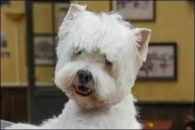 &Agrave; qui appartient ce chien ?