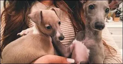 Quel est le nom des deux chiens de sa soeur Kylie ?