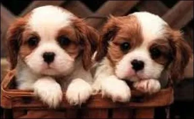 Monnaie de Bulgarie :