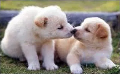 Au sens figuré, racaille :