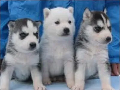 Ferme, maison de campagne, en Provence :