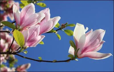 Quelle est cette fleur que vous pouvez voir au printemps ?